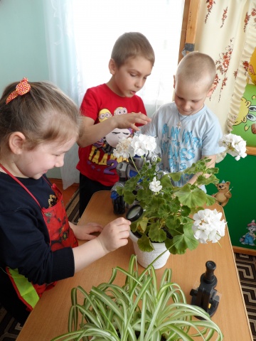 НОД "Комнатные растения" 2