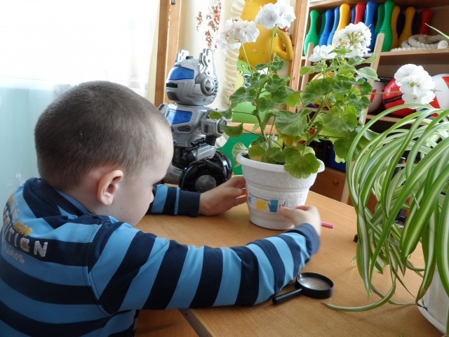 НОД "Комнатные растения"4